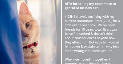 Redditors Go Berserk After Roommate’s New Cat Endangers The Health Of Lovely Sick Kitty, Noodles