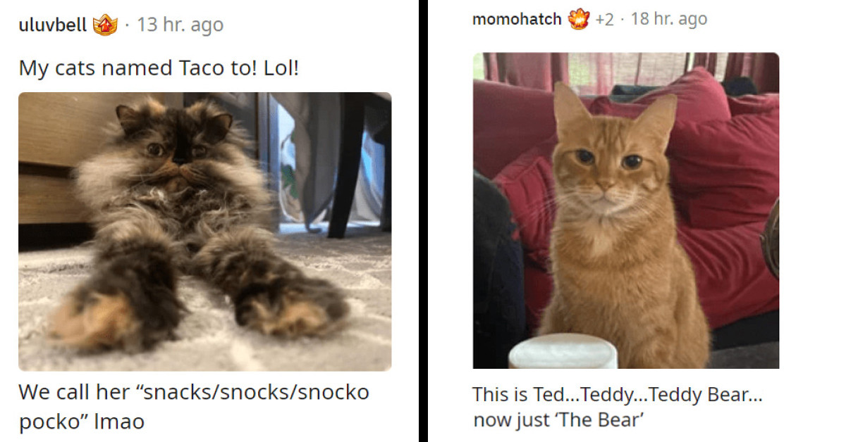 Cat Owners Reveal Their Furry Friends' Quirky And Cute Nicknames For Some Laughs