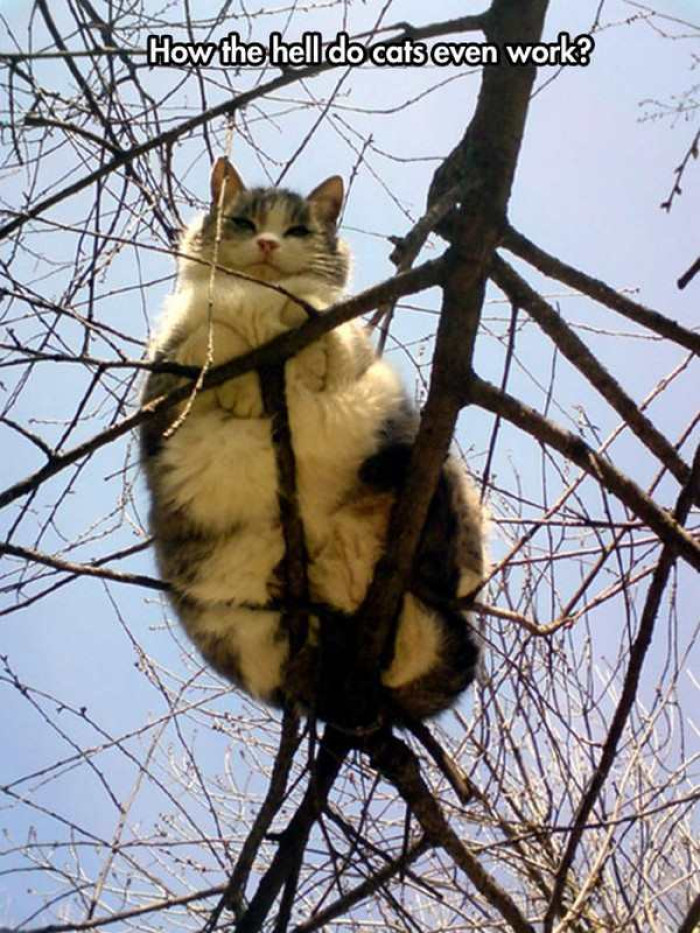 15. Cat-robatics 101: A Humorous Guide to Understanding How Our Feline Friends Master the Art of Tree-Climbing