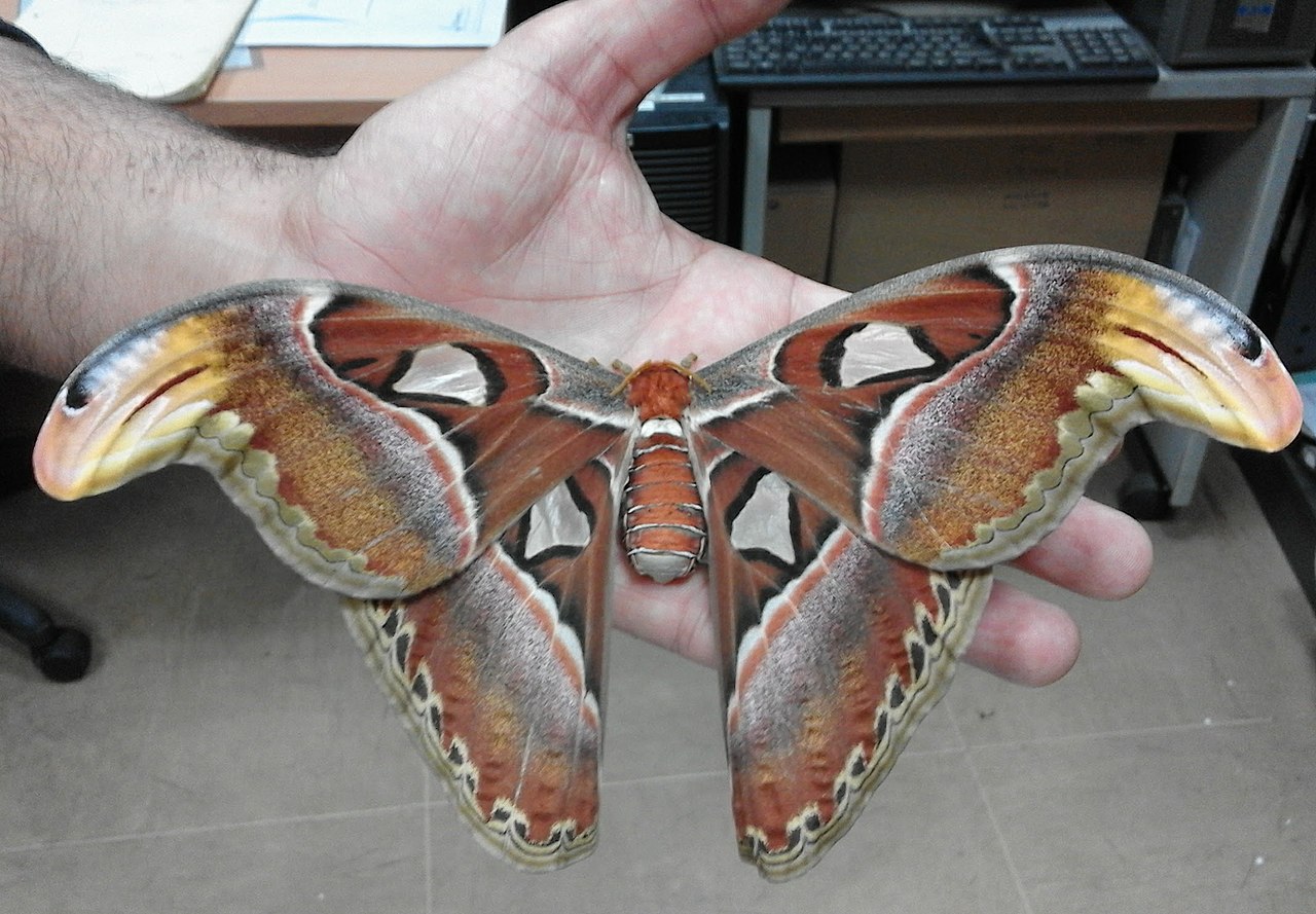 Atlas moths are weak and unsteady fliers.
