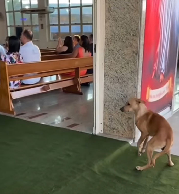 The dog decided to sit by the entrance and patiently wait for the couple to be done with the wedding ceremony