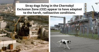 How Chernobyl’s Stray Dogs Are Adapting To Life In A Radioactive World
