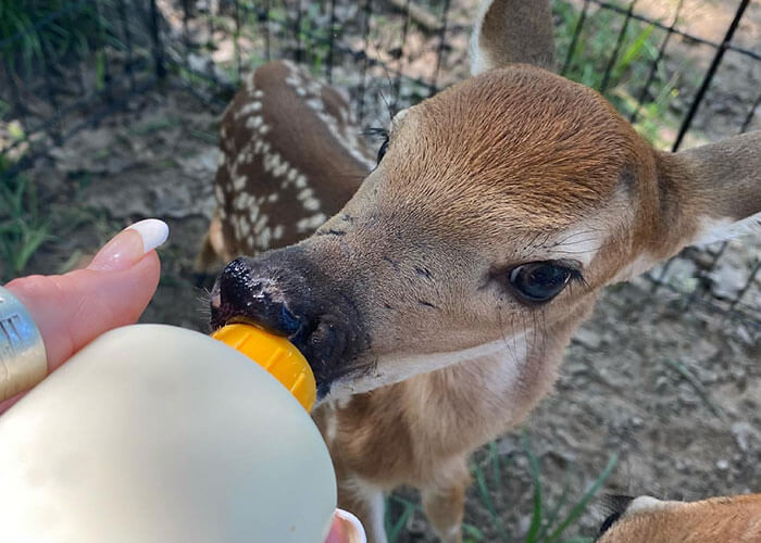 The orphaned deer had lost her mother and needed help