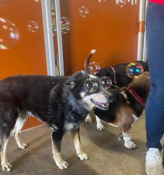 5. Doggos with bubble glasses