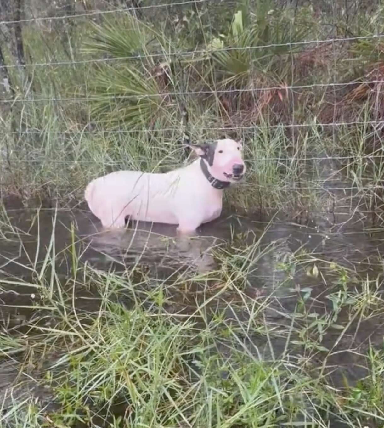 A white bullterrier mix was left tied to a fence, unable to flee from the rising floodwaters.