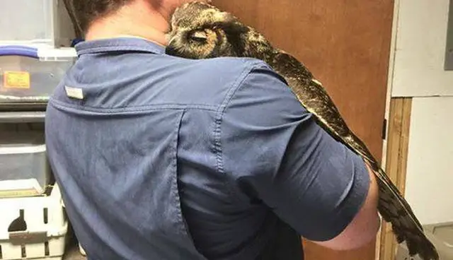 GiGi greeted him enthusiastically and then, she affectionately rested her head on his shoulder and wrapped her wings around him in a heartfelt owl embrace.