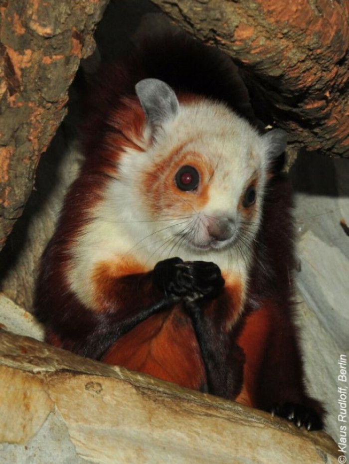 Petaurista Alborufus Castaneus - Red And White Giant Flying Squirrel