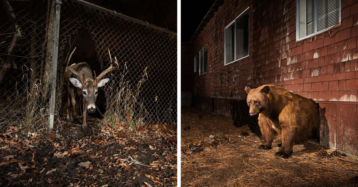 Canadian Photographer Snaps Stunning Images Of Wildlife Roaming Residential Areas