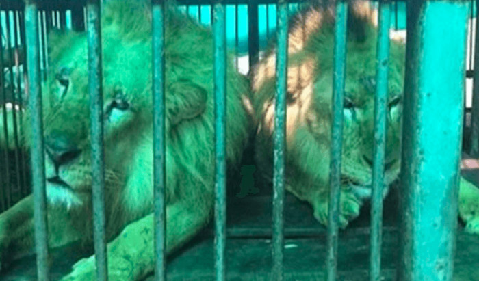 Thirty-three circus lions have been saved from further injustice and are now enjoying the African sun on their backs and grass under their feet after enduring a lifetime of abuse in the traveling circuses in Colombia and Peru.