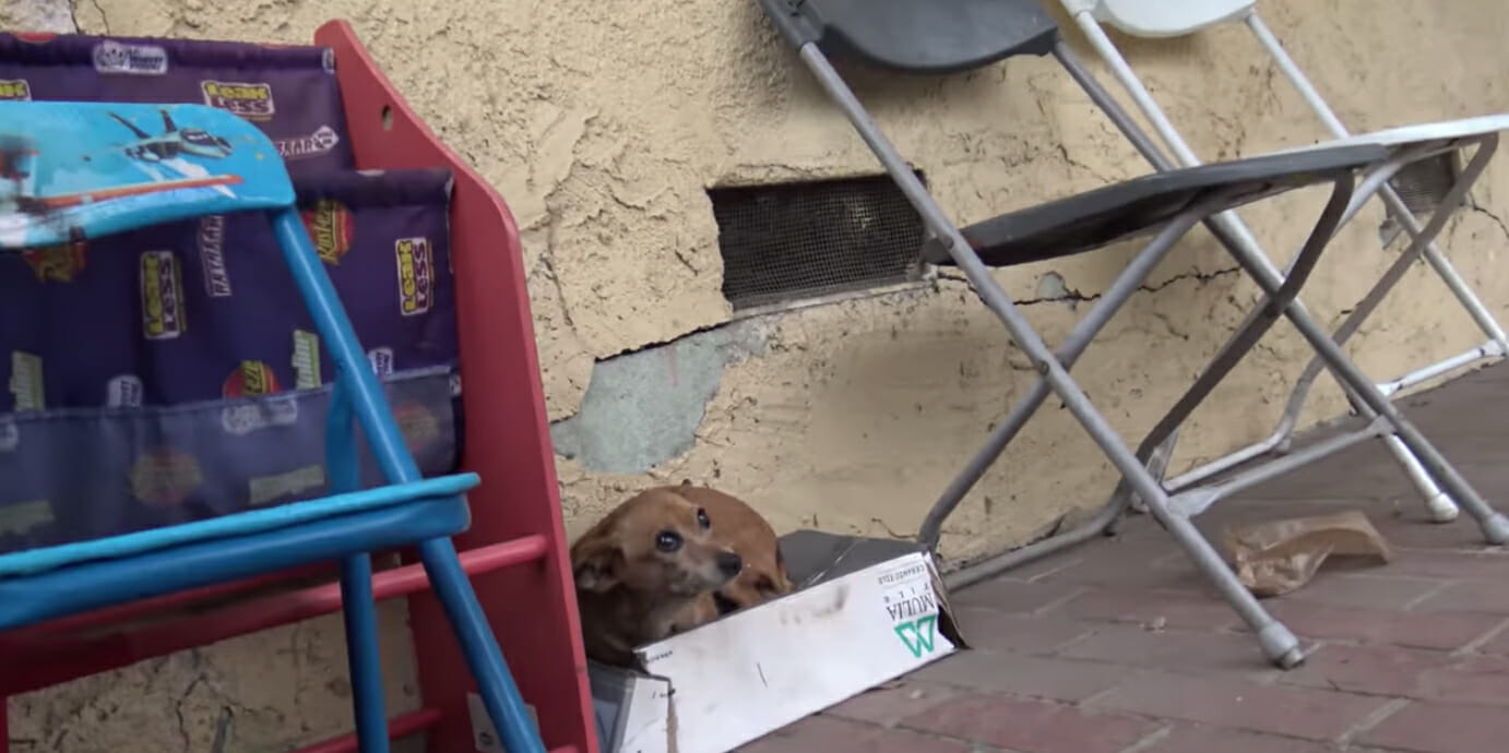 The tiny puppy made her home in a small shoebox outside a nearby house.