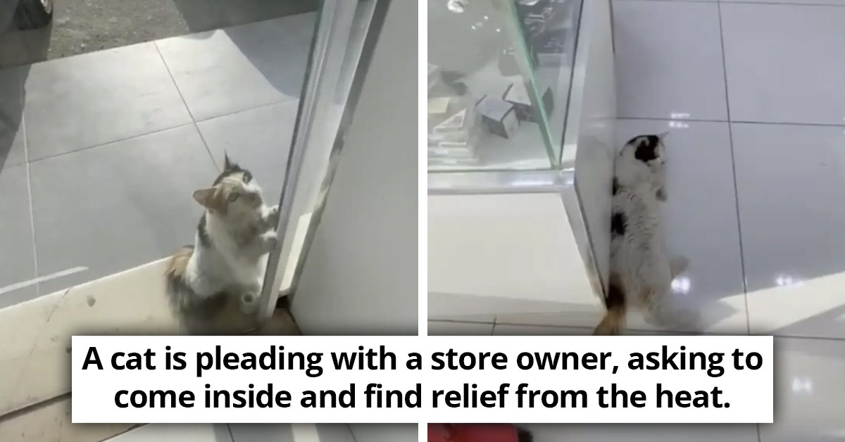 Stray Cat Pleads Store Owner For Refuge From Sweltering Heatwave