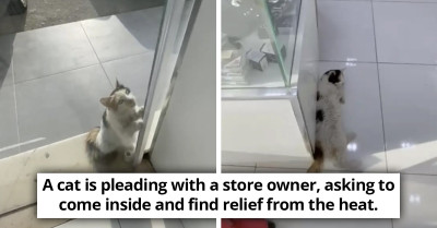 Stray Cat Pleads Store Owner For Refuge From Sweltering Heatwave