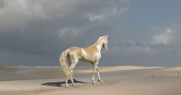 The Akhal-Teke, a tall and graceful thoroughbred horse, is famous for its shimmering coat that glows in sunlight.