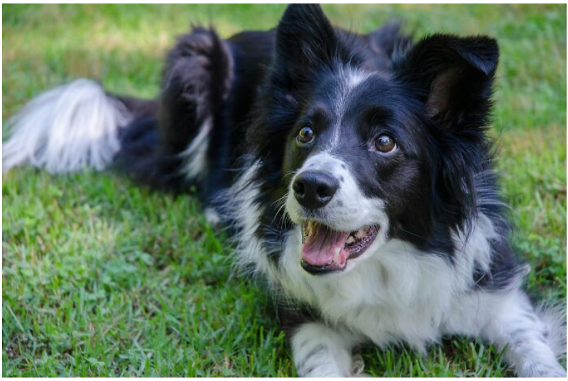 25. Border Collie: extremely high energy.