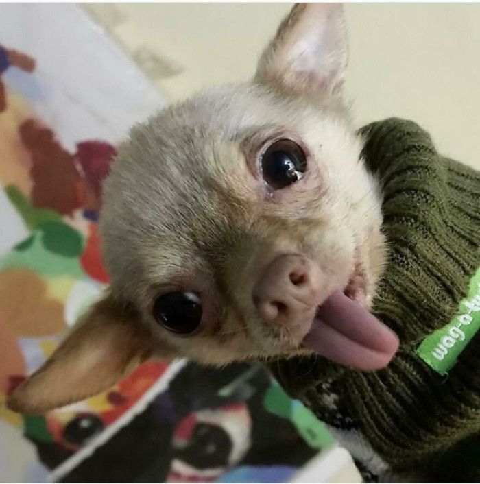 44. When I Adopted Bruno Mars They Said He Was A Senior Chihuahua, But He’s Really A Fruit Bat