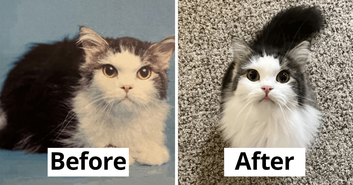 15 Transformational Photos Of Street Cats Before And After They Were Rescued And Adopted