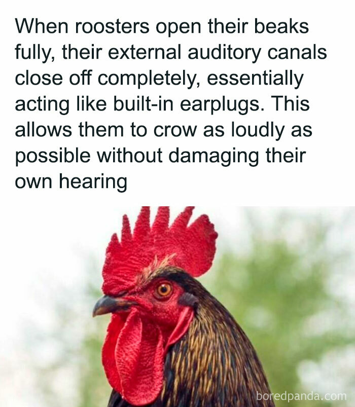 19. Wondering about roosters? Here you go