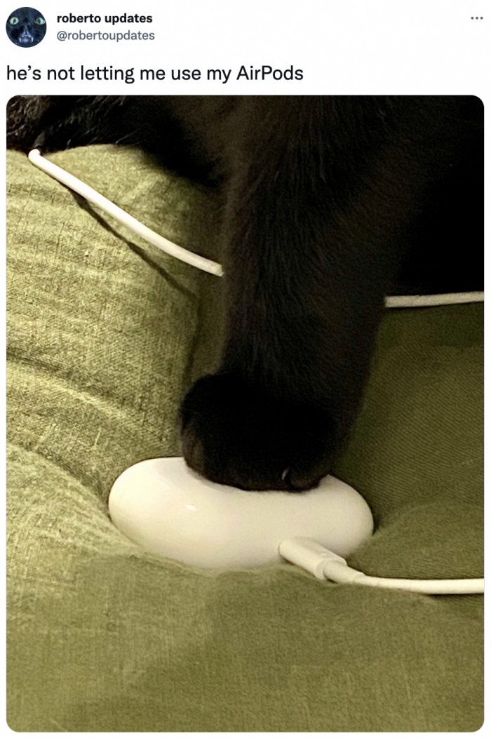 13. This cat who claimed their human's AirPods as its own