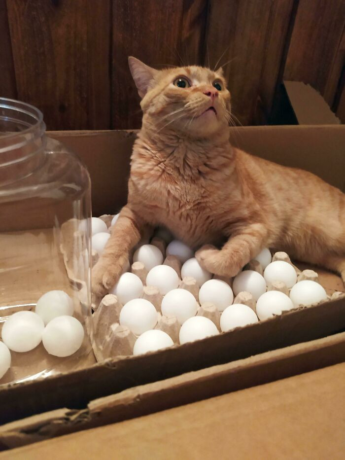 10. In a hilarious twist of feline logic, this cunning cat continually attempts to claim dominion over a carton of eggs. To thwart his lofty aspirations, the clever humans devised a master plan involving ping pong balls as imposters in the egg carton.