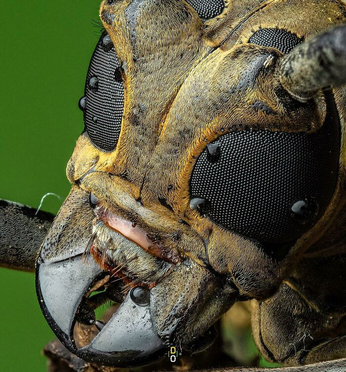 23. My Shot Of A Close Up Of A Longhorn Beetle From A Different Angle