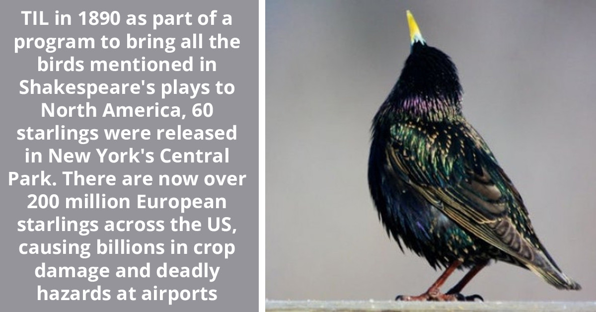 Man Releases 60 Starlings In New York's Central Park, Leading To Their Population Increase