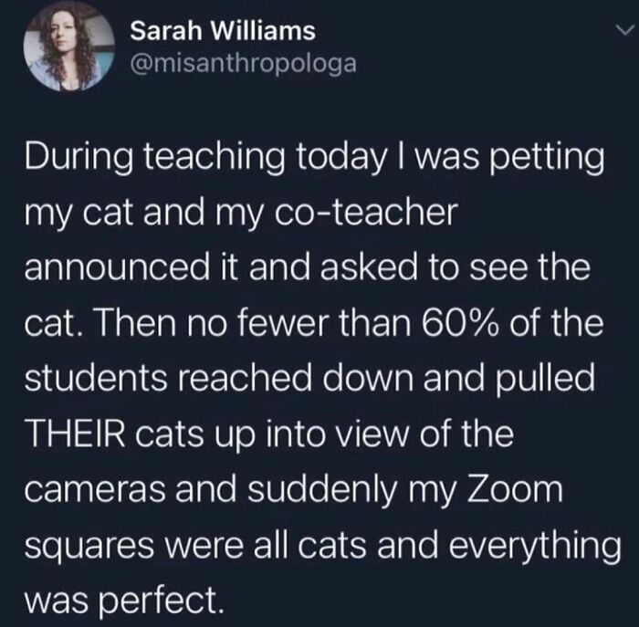 17. Zoom cats