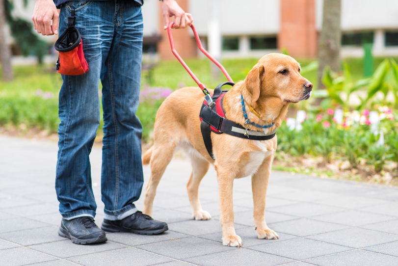 Petting guide dogs could get you into trouble.