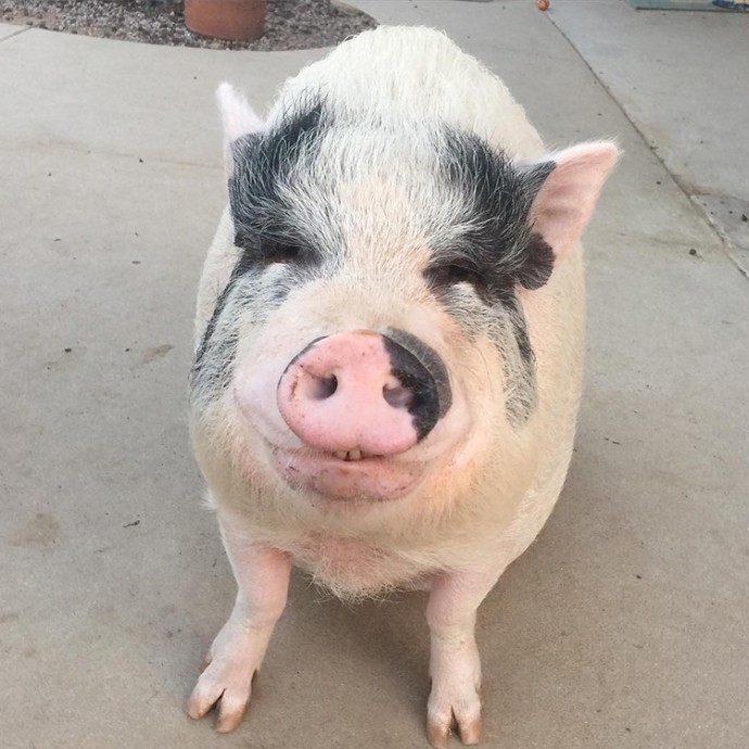 Chowder is an intelligent little pig who loves to cuddle.