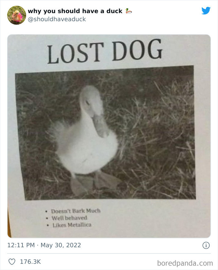 2. Someone is looking for their dog... Uhm, that should be a duck