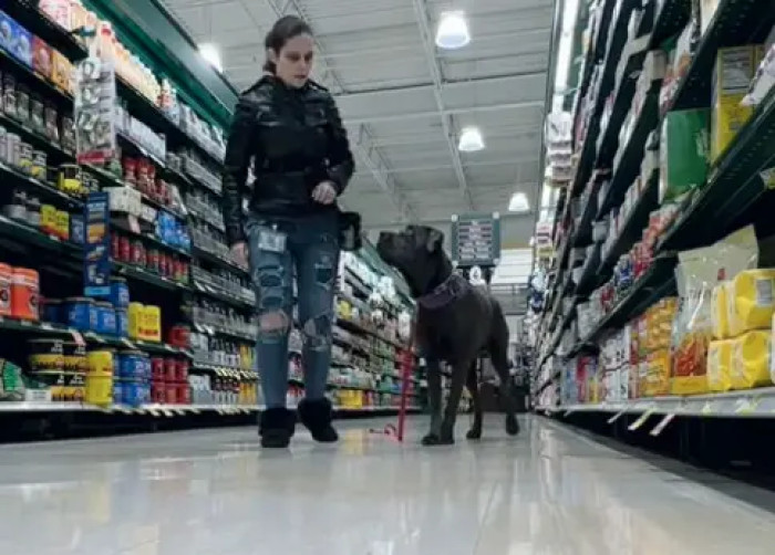 Amber is at her local Harris Teeter supermarket, accompanied by Koda, her 11-month-old service dog in training.