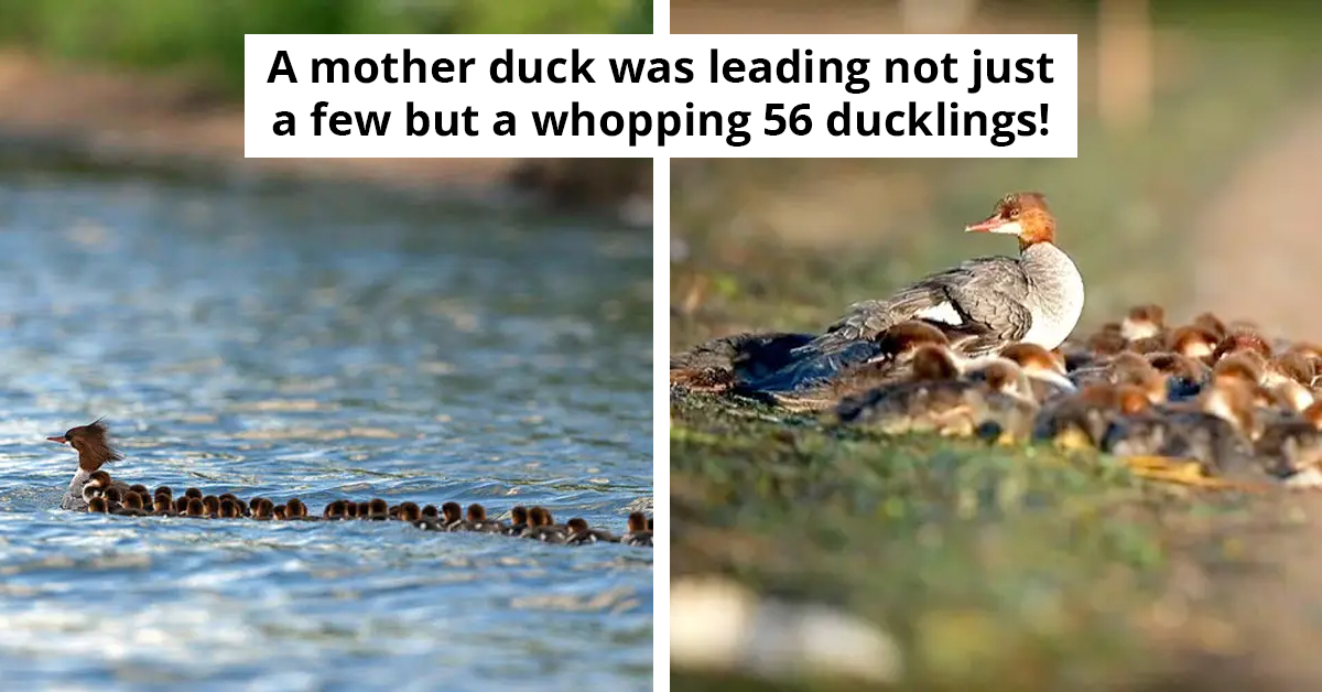 Duck ‘Super Mom’ Cares For 56 Ducklings Simultaneously