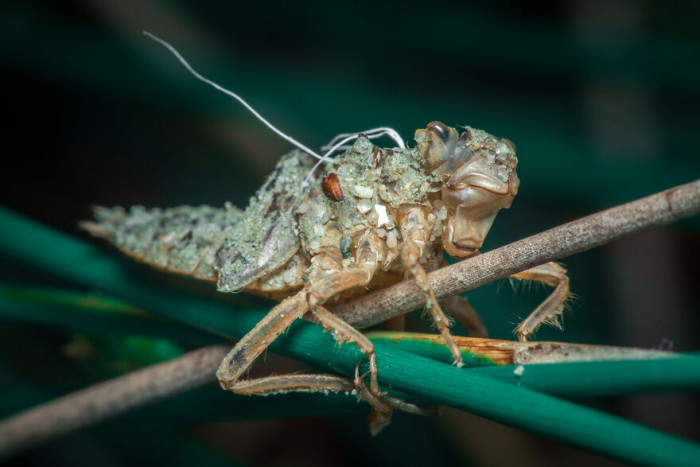 1. Grasshopper