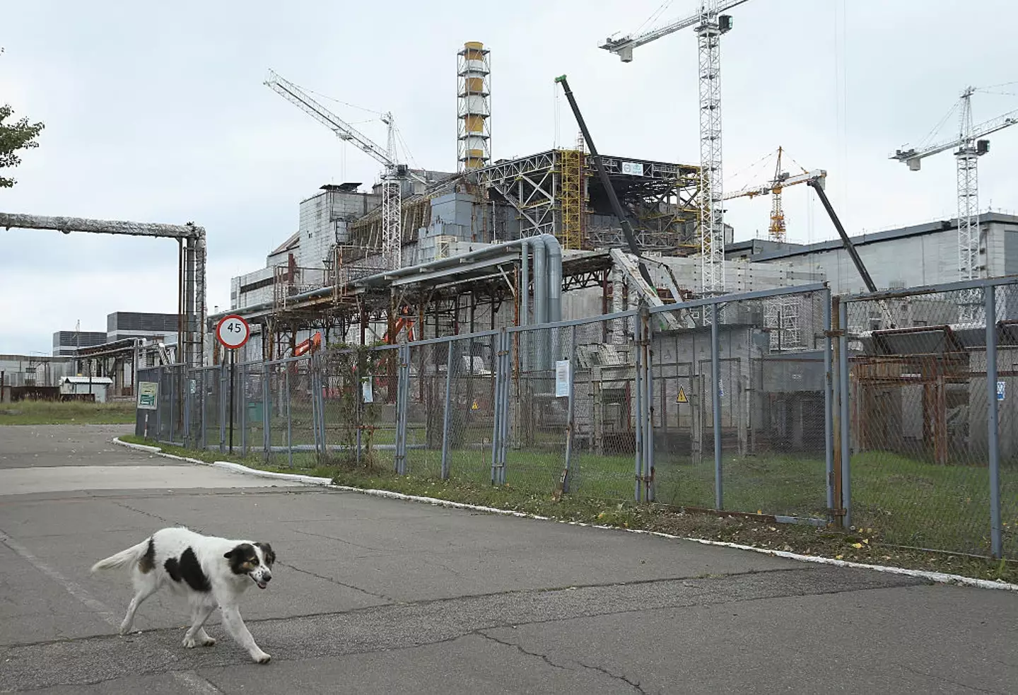 Beyond its ecological significance, Chernobyl has also become an area of fascination for researchers and tourists alike.