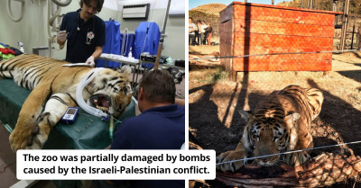 The Last Tiger Of The "Worst Zoo In The World" Was Starved For Two Months Waiting For Rescue But Now He's Living In A Sanctuary
