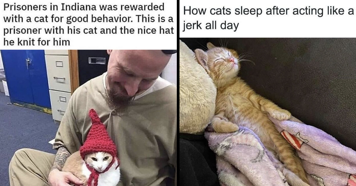 50 Memes That Show What Life's Really Like When You Share A Home With Cats