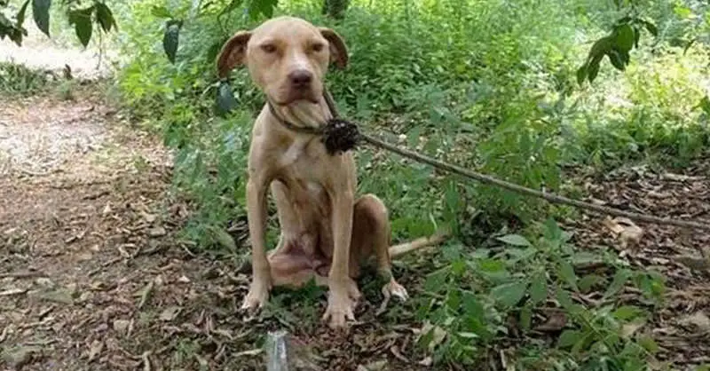 Lara, a pit bull, was found abandoned close to the Greek port of Nafplion. She was tied to a tree without any food or water.