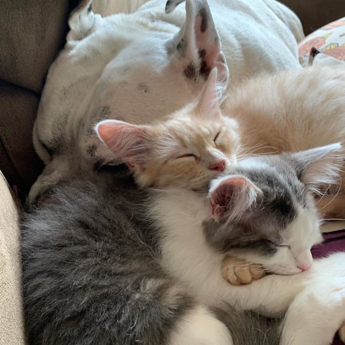 Pickles, a deaf, five-year-old rescue dog, now lovingly cares for every new foster pet in his home, understanding their fear from his shelter experience.