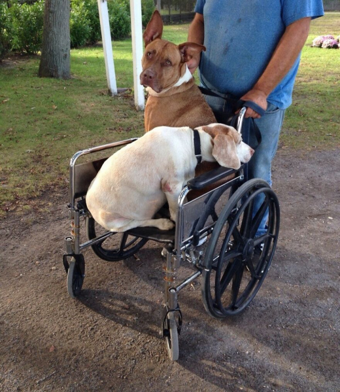 22. Saw This Guy Pushing His Dogs In A Wheelchair, One Is Old, The Other Had Paw Surgery. Now That Is Love