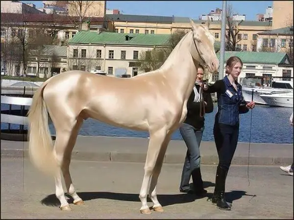 This ancient breed gained global recognition after Russia annexed Turkmenistan in the late 19th century.