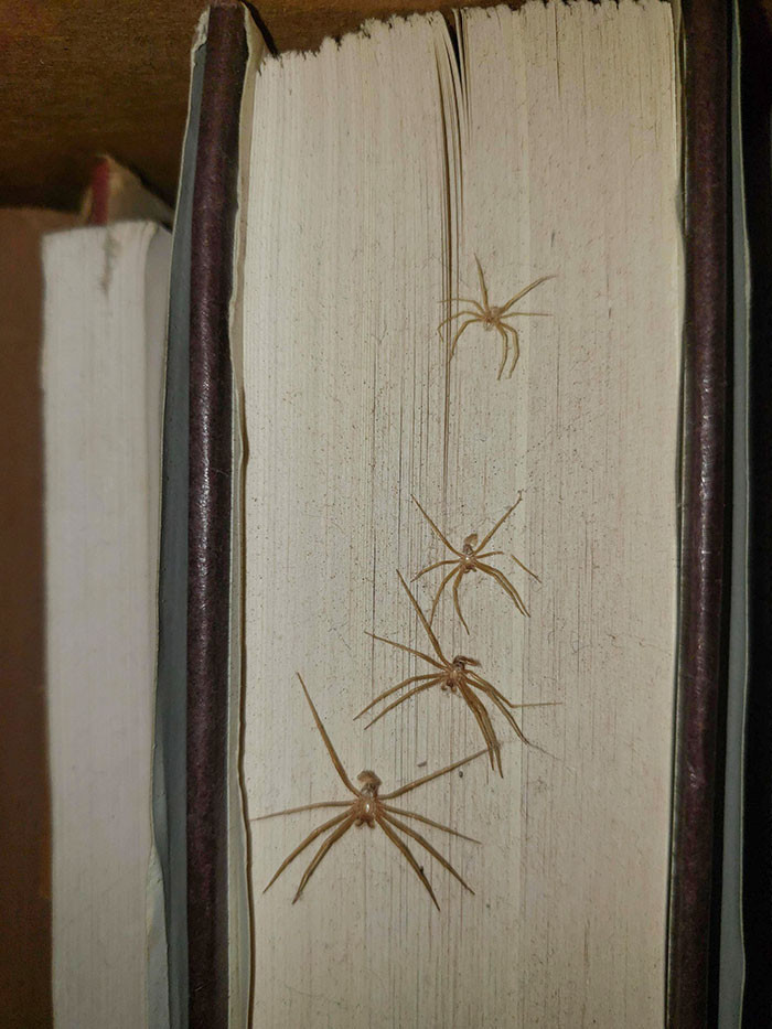 2. A spider returned four times to molt in the same location on a book.