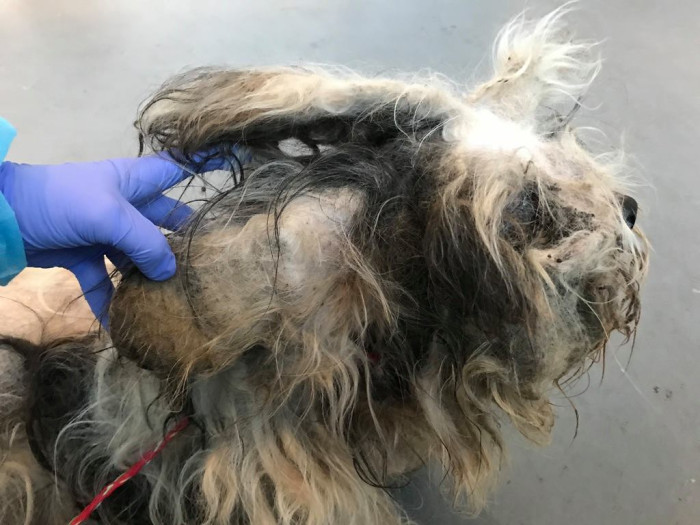 Thanks to the hard work of his medical and grooming team, the beautiful boy underneath was revealed