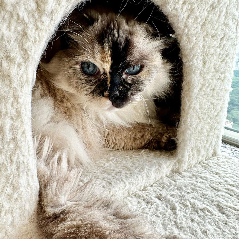 Thumbelina, the senior cat, is a beautiful model.