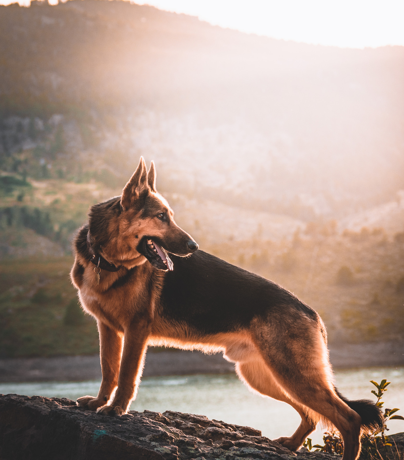 GSDs are the most coveted, but this user wants something specific.