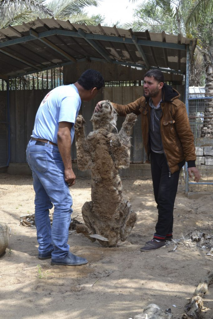The zoo was partially damaged by bombs caused by the Israeli-Palestinian conflict