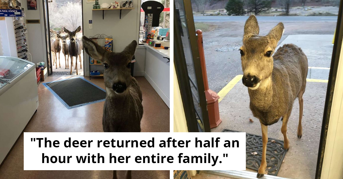 Deer Family's Heartwarming Visit To Gift Store