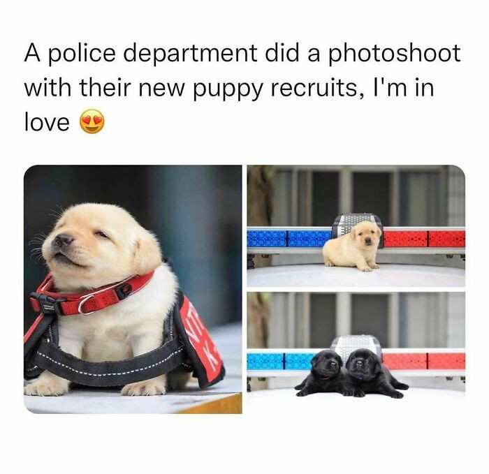 31. Puppy recruits