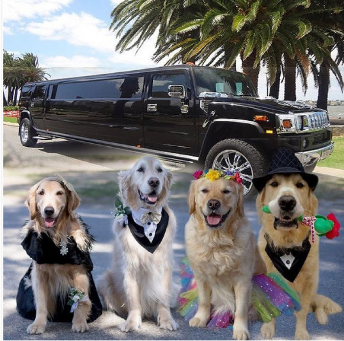 13. These party dogs got the best ride for puppy prom