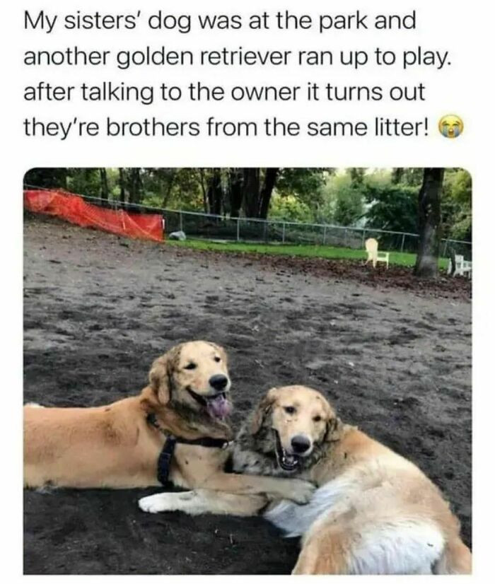 29. They're brothers from the same litter