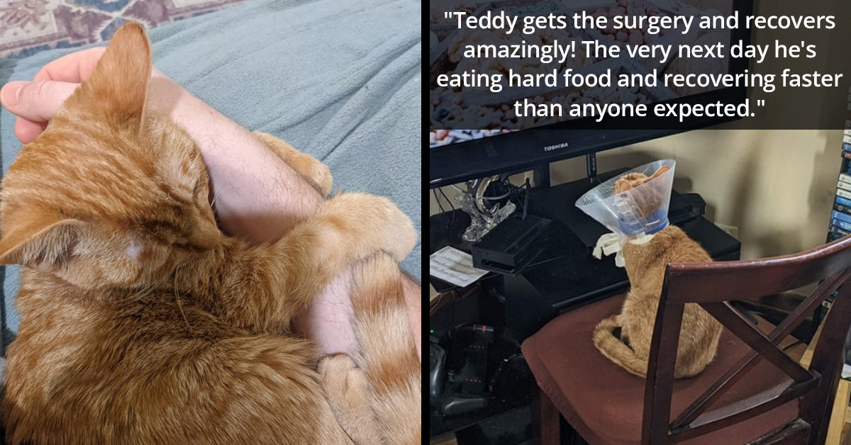 Man Goes Viral For Spending $10K For Surgeries On His Rescued Cat With ...