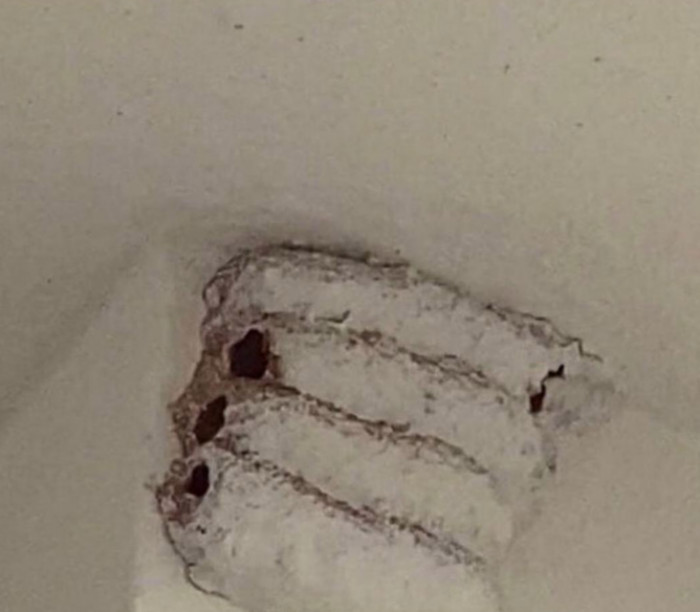 31. Just moved into a new build and the landlord straight up just painted over a couple of wasp nests in my closet